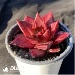 Echeveria Romeo Rubin - Image 2