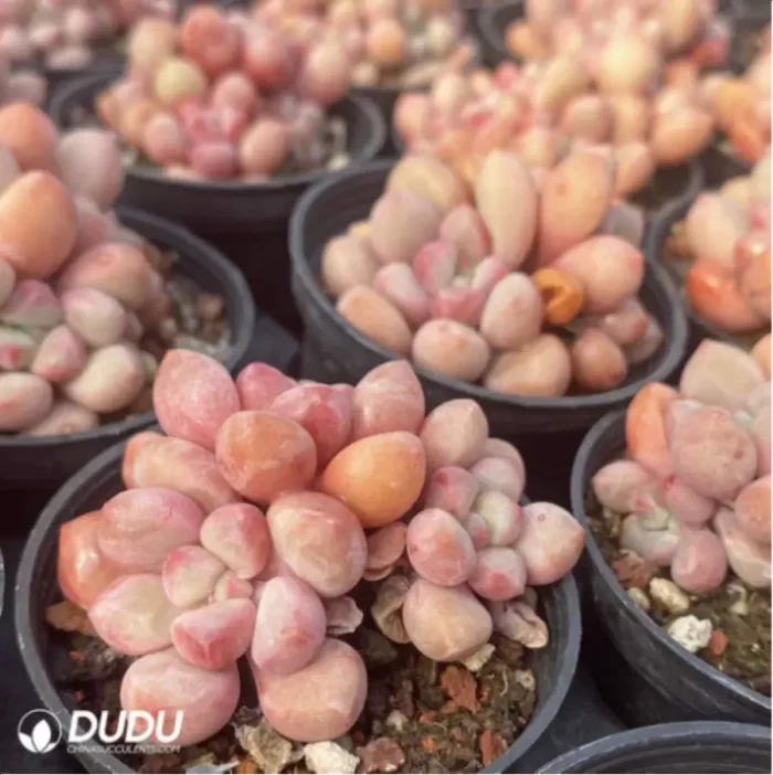 Graptopetalum Haru urara clustering - Image 2