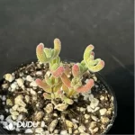 Dicrocaulon Ramulosum Ice Crystals - Image 2