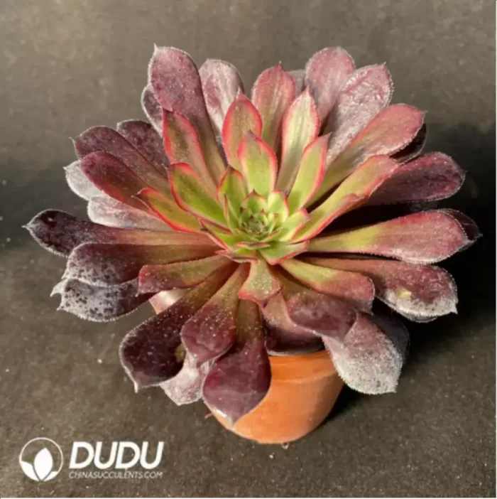 Crassula Ovata Gollum - Image 2