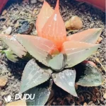 Haworthia Shuten-doji Variegated - Image 2