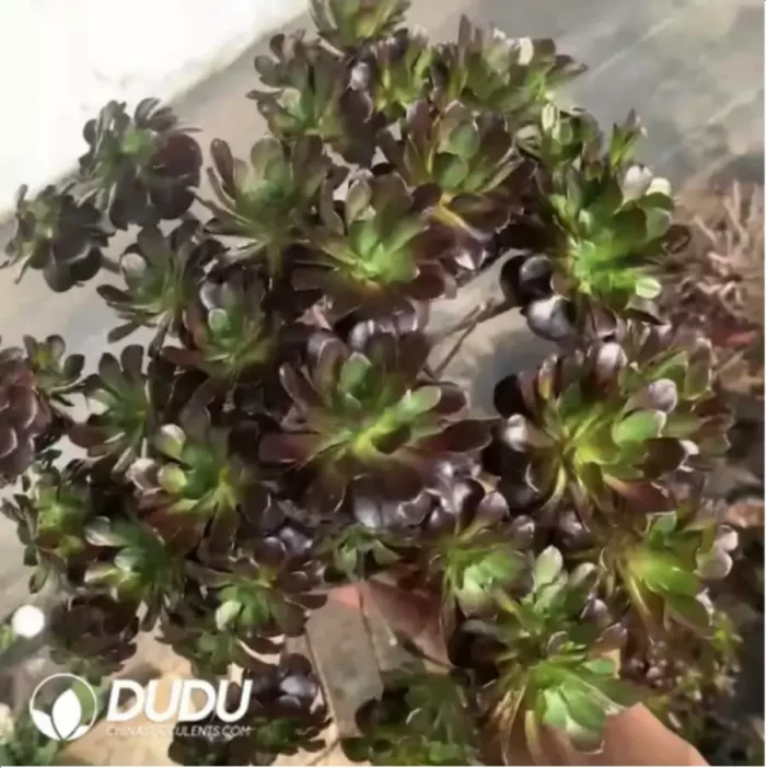 Aeonium Halloween Silky/Brushed Variegated - Image 2