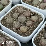 Conophytum-minimum
9PCS Collocation - Image 2