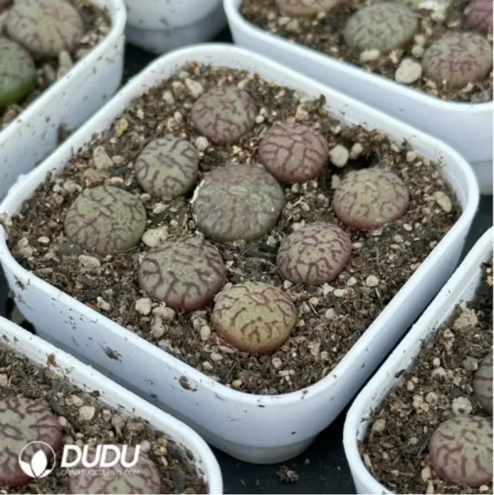 Conophytum-minimum
9PCS Collocation - Image 2