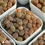 Conophytum-Honggang Ridge Cut cake - Image 2