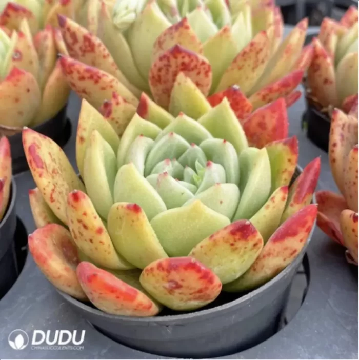 Echeveria Ferghana horse - Image 2