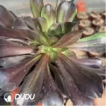 Aeonium Red Sun Clustering - Image 2