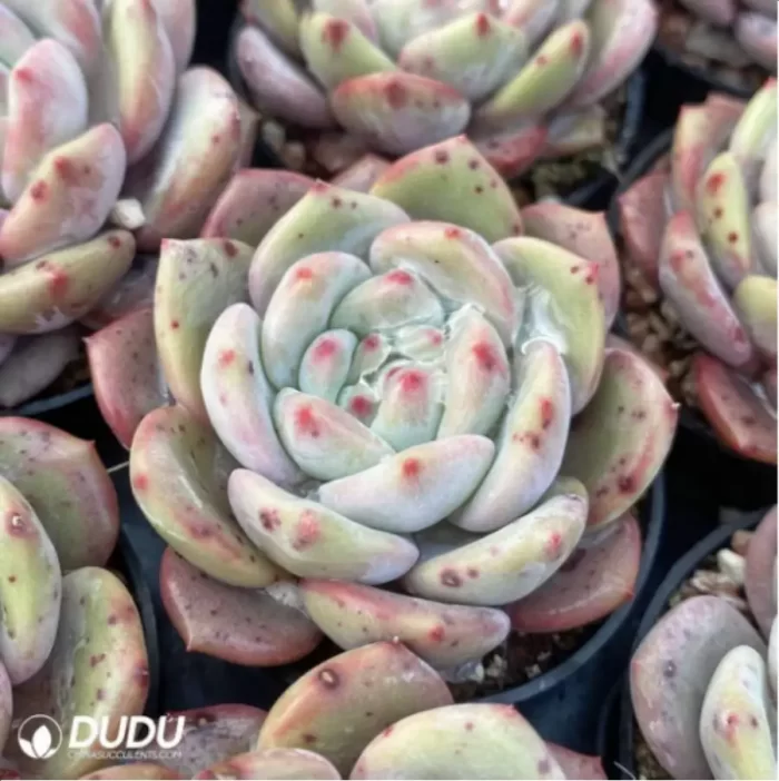 Echeveria Ariel - Image 2
