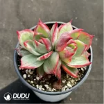 Echeveria Agavoides 'Casio'Double Head - Image 2