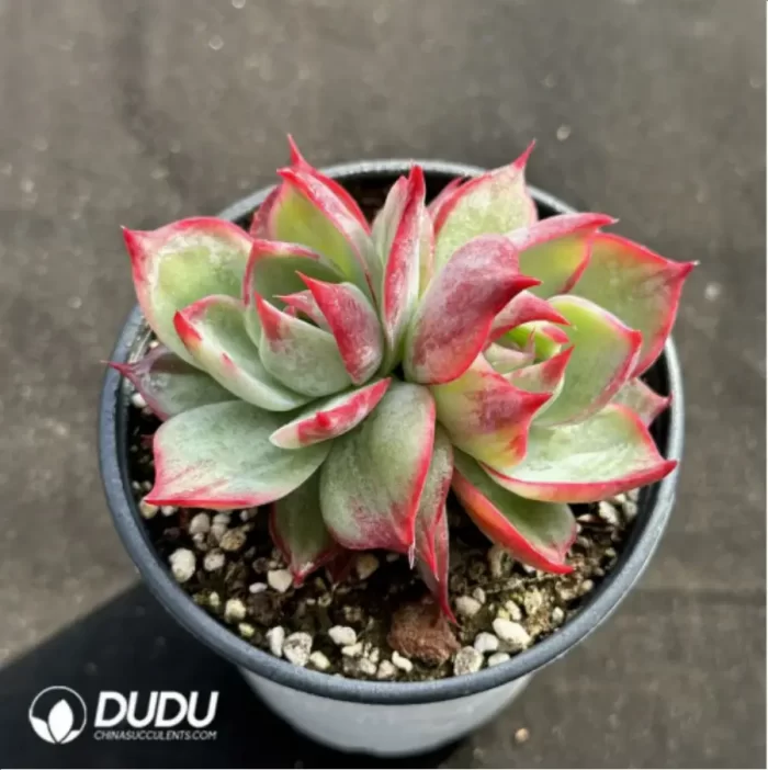 Echeveria Agavoides 'Casio'Double Head - Image 2