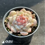 Echeveria Glazed Calyx - Image 2