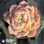 Echeveria Snow Tower - Image 2