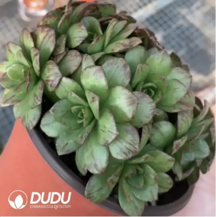 Aeonium Alice - Image 2