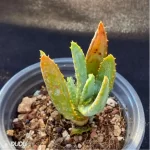 Aloe dichotoma Masso - Image 2