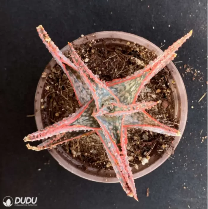 Aloe Downey Vera - Image 2