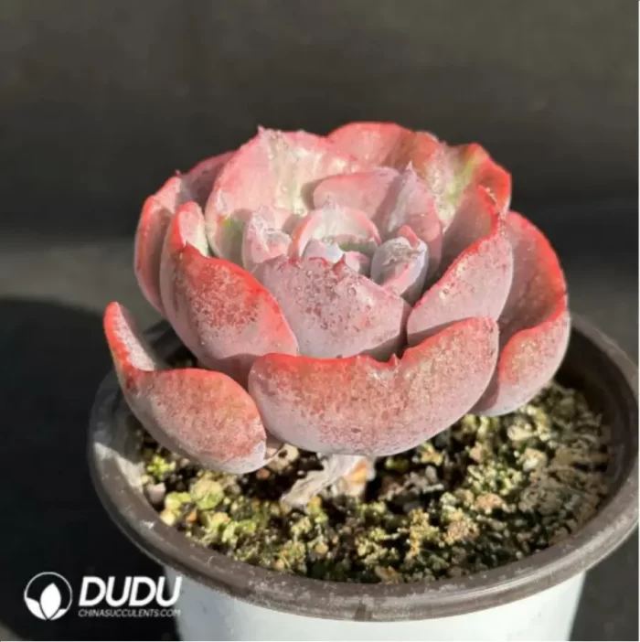 Echeveria Beyonce variegated - Image 2