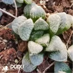 Haworthia  mordor - Image 2