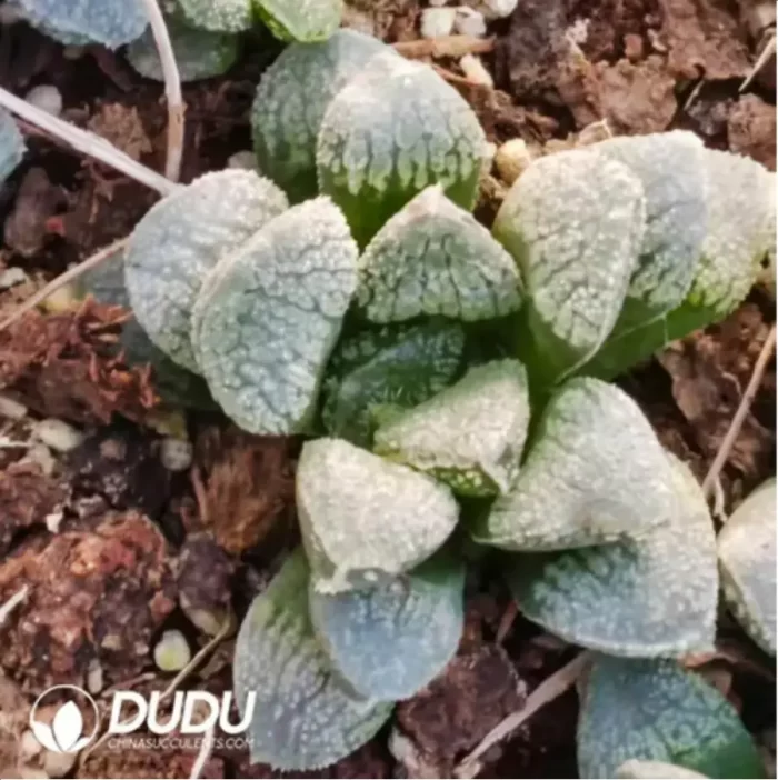 Haworthia  mordor - Image 2