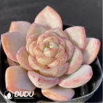 Echeveria StarJenny - Image 2