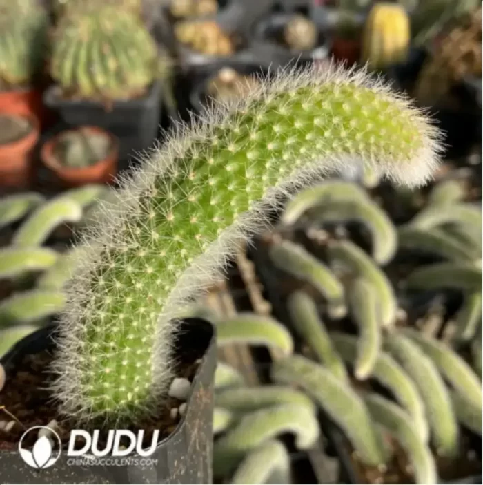 Cactus-winteri subsp. colademono - Image 2