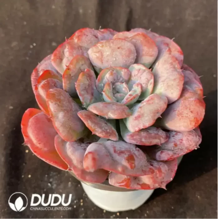 Echeveria Pagoda - Image 2