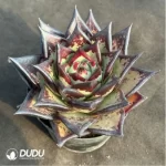 Echeveria Clon - Image 2