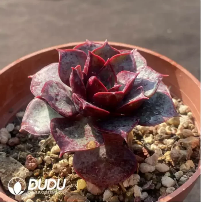 Echeveria  Longissima - Image 2