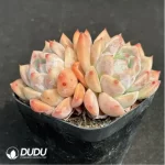 Echeveria Snow Melanie Double Head - Image 2