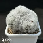 Cactus-Mammillaria bocasana - Image 2