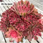 Aeonium Jiannanchun clustering - Image 2