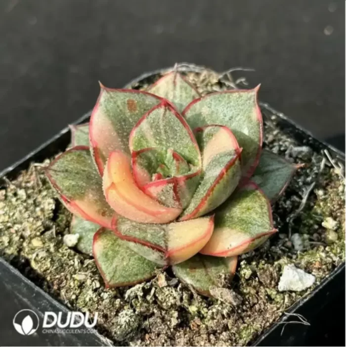 Echeveria Monocerotis variegated - Image 2