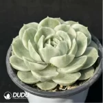 Echeveria Onslow  variegate - Image 2