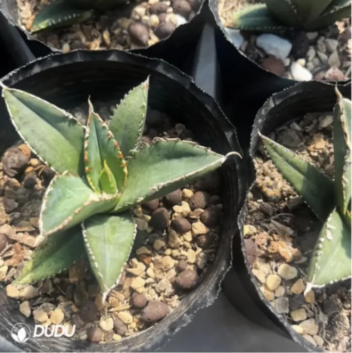 Agave Werewolf - Image 2