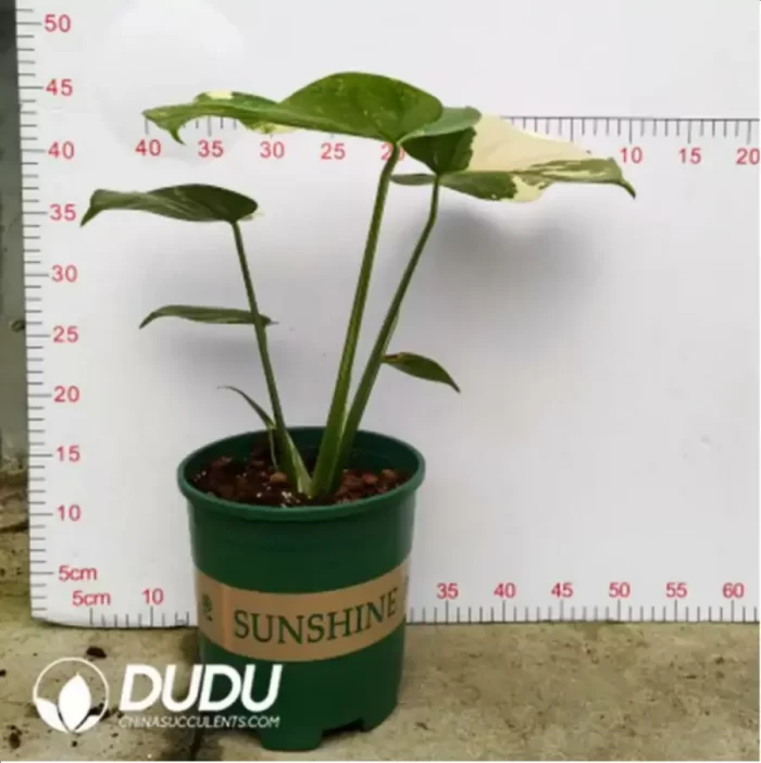 25.71/Pcs Monstera deliciosa Thai Constellation(Plant)(20Pcs?? - Image 2