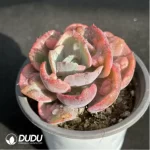 Echeveria Rain drops variegated - Image 2