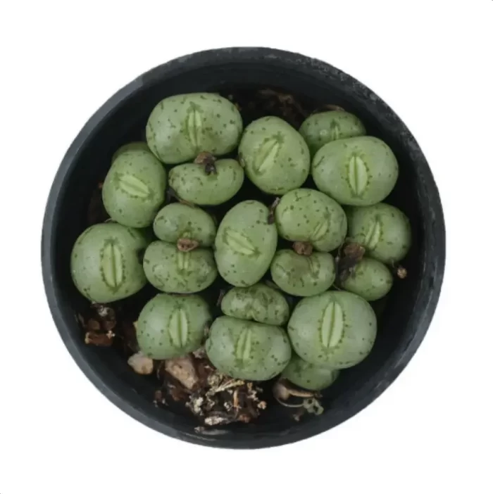 Conophytum-Phosphor jade(Pot Sale) - Image 2