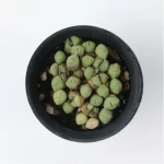 Conophytum-hians(Pot Sale) - Image 2