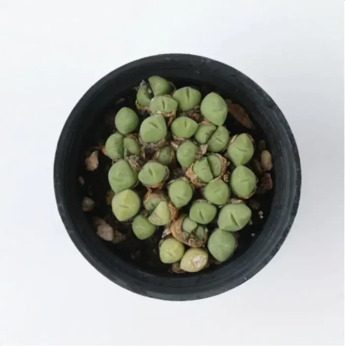 Conophytum-hians(Pot Sale) - Image 2