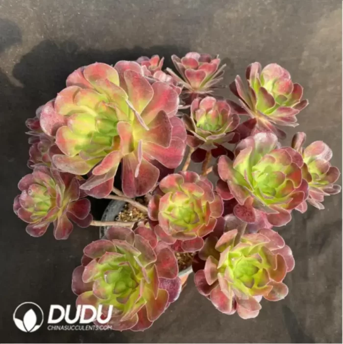 Aeonium Caput-Medusae Middle Variegated Cluster - Image 2
