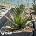 Haworthia Ivory tower Variegated - Image 2