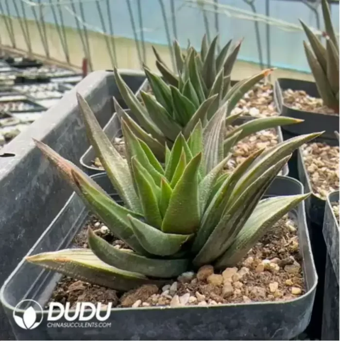 Haworthia Ivory tower Variegated - Image 2
