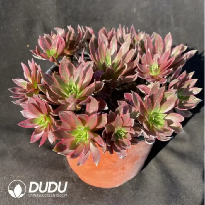 Aeonium 'Phoenix Flame' Variegated Cluster - Image 2