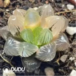 Haworthia kyodai akasen lens Variegated - Image 2