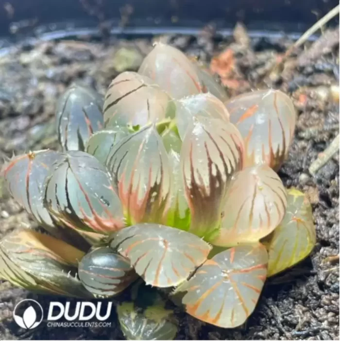 Haworthia Neon Light Variegated - Image 2