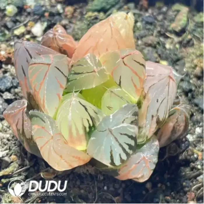 Haworthia Crystal Variegated - Image 2