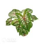 0.3/Pcs Caladium 'Tapestry' Seedling(100Pcs?? - Image 2