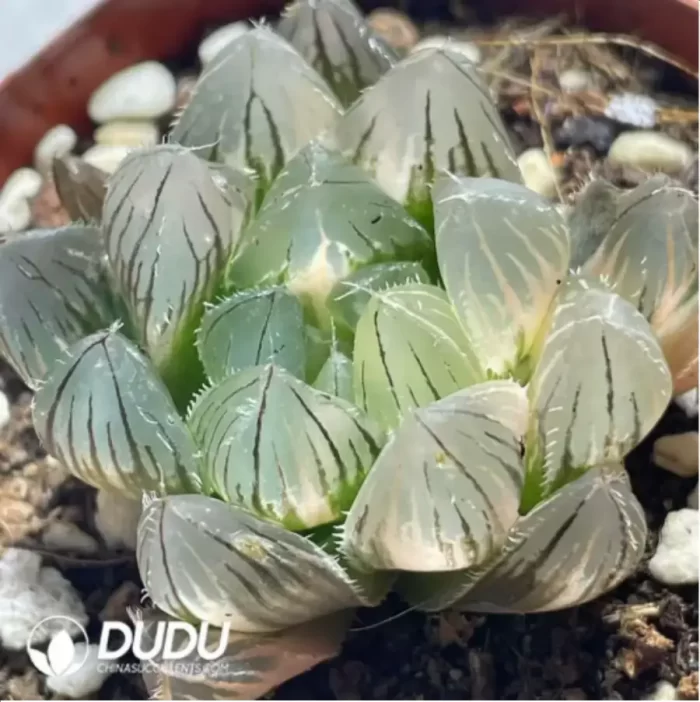 Haworthia Baichixian Variegated - Image 2
