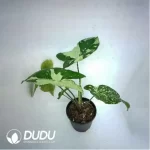 0.2/Pcs Syngonium SY12 Seedling(100Pcs?? - Image 2