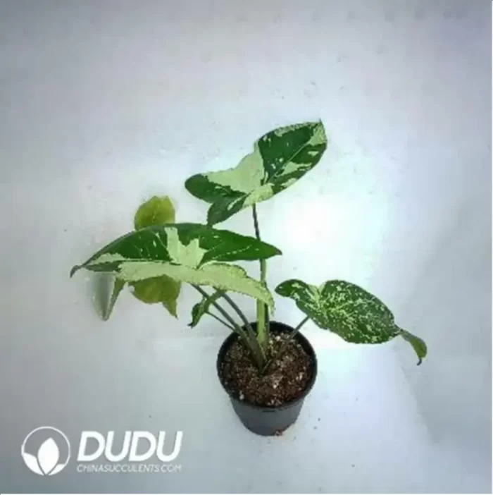 0.2/Pcs Syngonium SY12 Seedling(100Pcs?? - Image 2