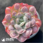Echeveria Rain Drops - Image 2